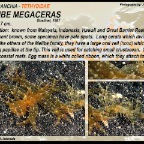 Melibe megaceras - Tethydidae