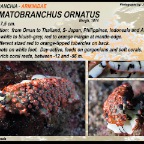 Dermatobranchus  ornatus - Arminidae