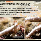 Dermatobranchus funiculus - Arminidae