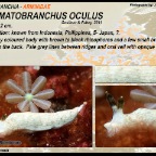 Dermatobranchus oculus - Arminidae