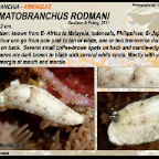 Dermatobranchus rodmani - Arminidae