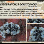 Dermatobranchus gonatophora - Arminidae