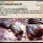 Dermatobranchus sp. - Arminidae