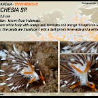 Trinchesia sp. - Tergipedidae