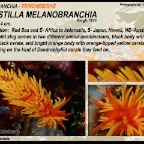 Samla rubropurpurata - Flabellinidae