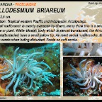 Phyllodesmium briareum - Facelinidae