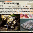 Phyllodesmium magnum - Facelinidae