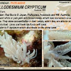 Phyllodesmium crypticum - Facelinidae
