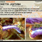 Antonietta janthina - Facelinidae