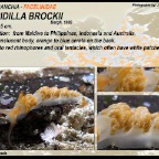 Moridilla brockii - Facelinidae