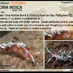 Caloria indica - Facelinidae