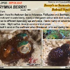 Euprymna berryi - Berry's bobtail squid