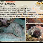 Octopus cyanea - Day  octopus