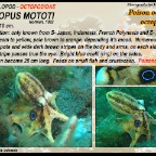 Octopus mototi - Poison ocellate octopus