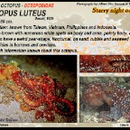 Octopus  luteus - Starry night octopus