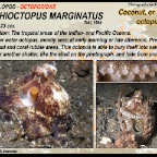 Amphictopus marginatus - Coconut octopus