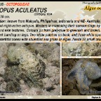 Abdopus aculeatus - Algae octopus