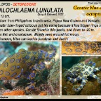 Hapalochlaena  lunulata - Blue ringed octopus