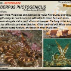 Wunderpus photogenicus - Wunderpus