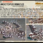 Thaumoctopus mimicus - Mimic octopus