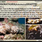 Pearsonathuria graeffei - Holothuriidae