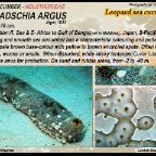 Bohadschia argus - Leopard sea cucumber
