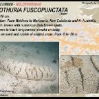 Holothuria fuscopunctata - Holothuriidae