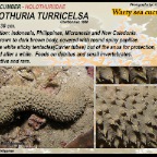 Holothuria turricelsa - Warty sea cucumber