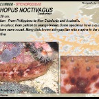 Stichopus noctivagus - Stichopodidae