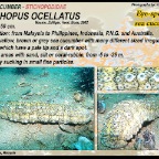 Stichopus ocellatus - Stichopodidae