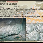 Stichopus vastus - Stichopodidae