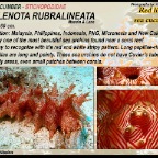 Thelenota rubralineata - Red lined sea cucumber