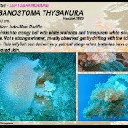 Chironek fleckeri - Box jellyfish