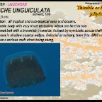 Linuche unguiculata - Thimble jellyfish