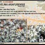 Clavelina coerulea - Clavelinidae