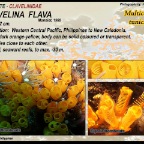 Clavelina viola - Clavelinidae