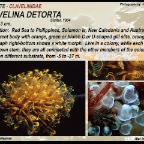 Clavelina  flava - Clavelinidae