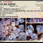 Clavelina breve - Clavelinidae