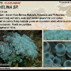 Clavelina breve - Clavelinidae