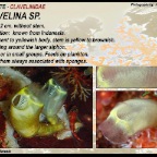 Clavelina sp.1 - Clavelinidae
