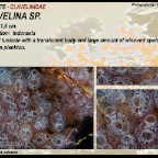 Clavelina sp.2 - Clavelinidae