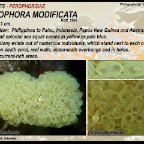 Sigillina signifera - Holozoidae