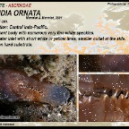 Ascidia ornata - Ascidiidae