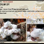 Pyrosoma atlanticum- Pyrosomidae