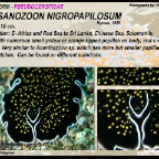 Thysanozoon nigropapillosum