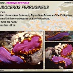 Pseudoceros ferrugineus