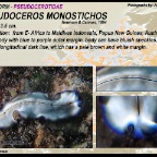 Pseudoceros monostichos