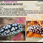 Pseudoceros imitatus - Pseudocerotidae