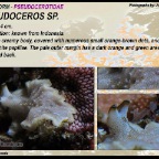 Pseudoceros sp2 - Pseudocerotidae