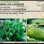Caulerpa racemosa - Caulerpaceae